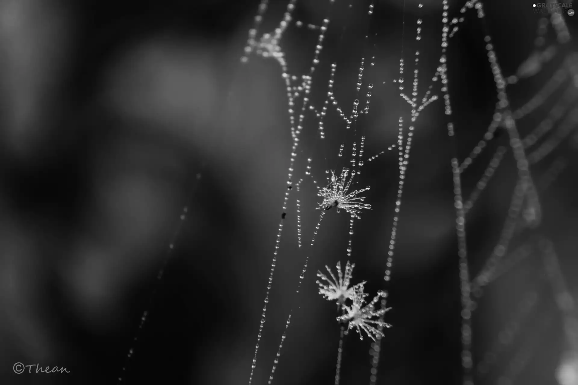 seeds, Web, droplets