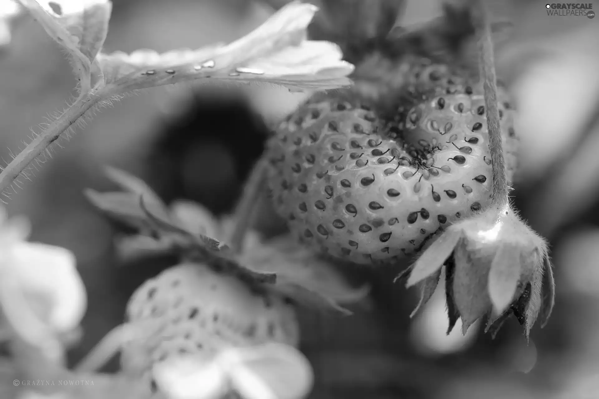 seeds, Ripened, Strawberry