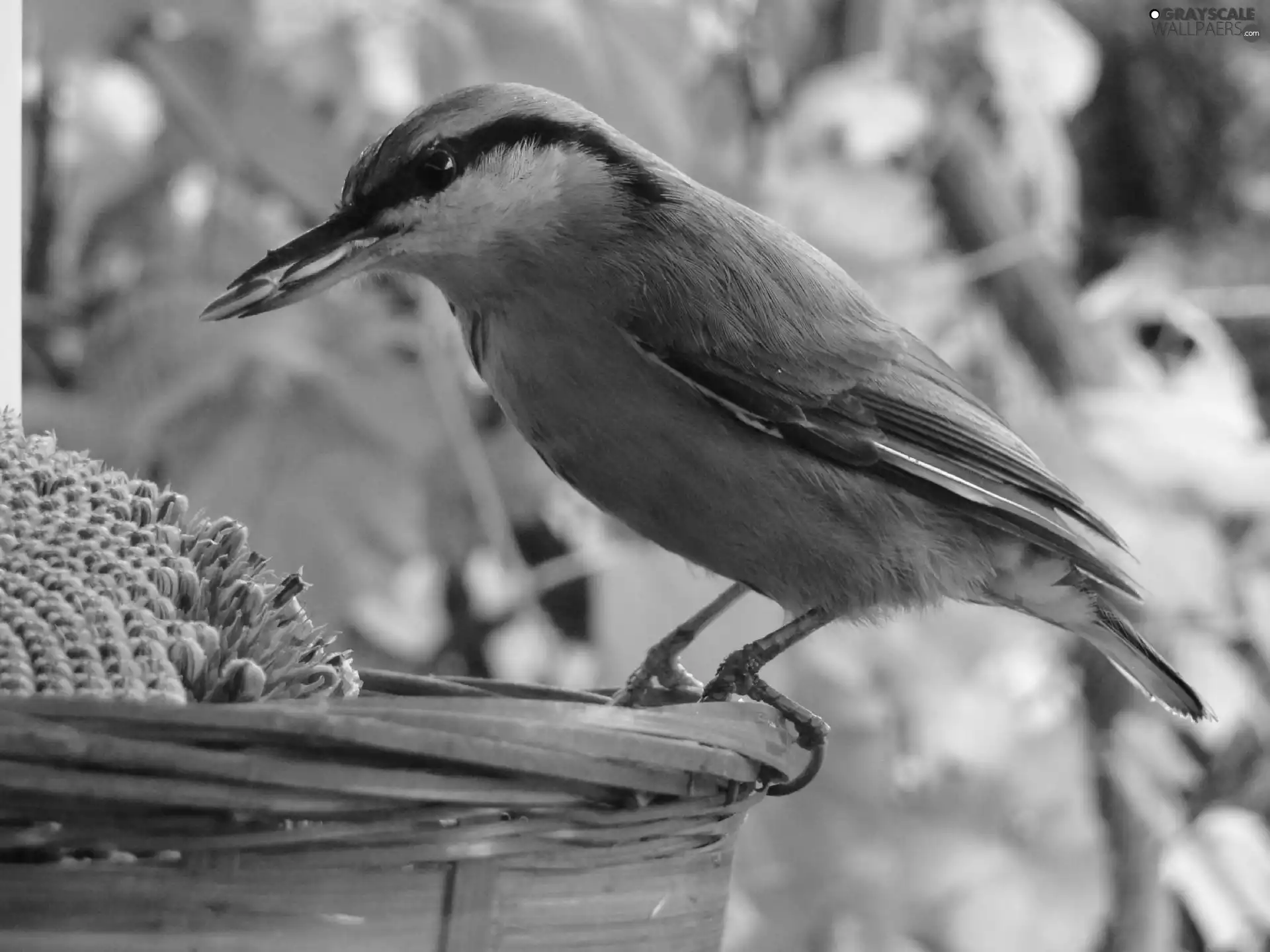 Seeds, sunflower, birdies, basket, pretty