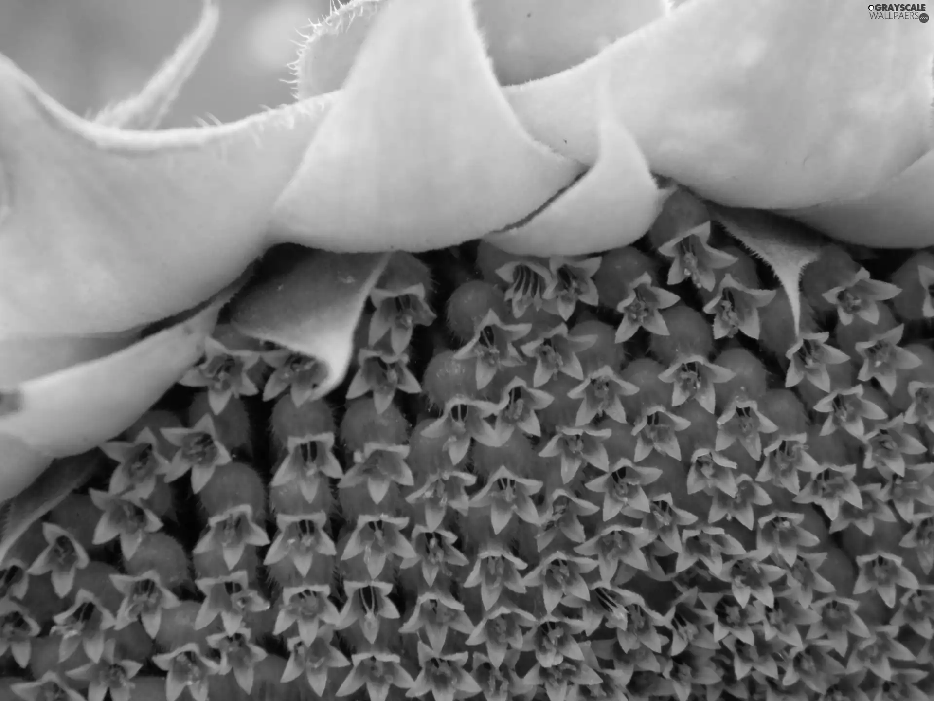 Sunflower, Seeds