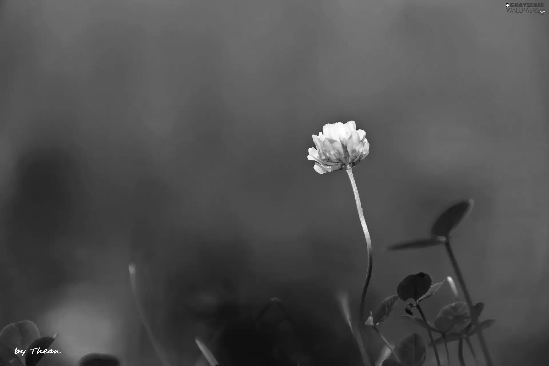 clover, sepia