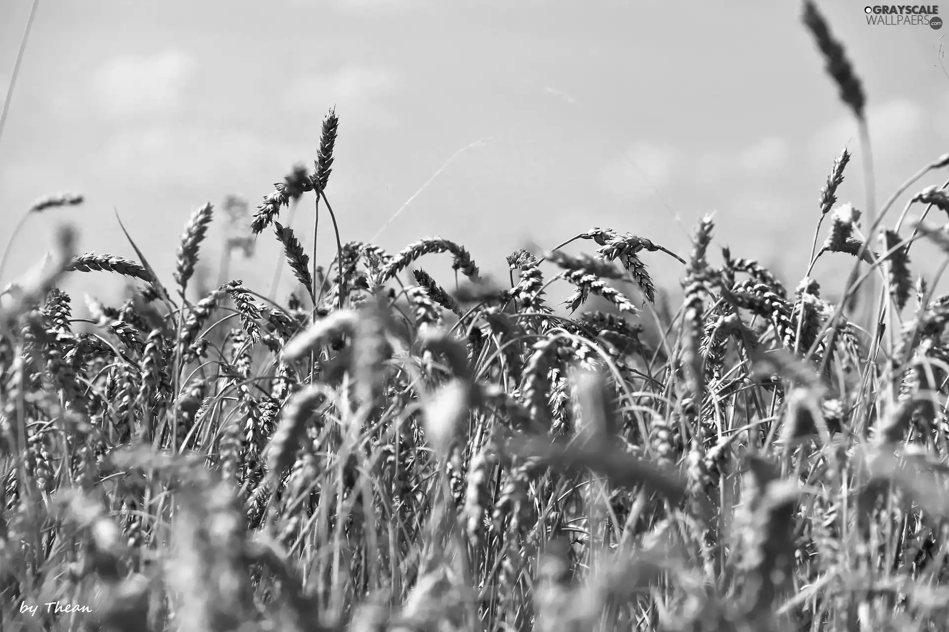 corn, sepia