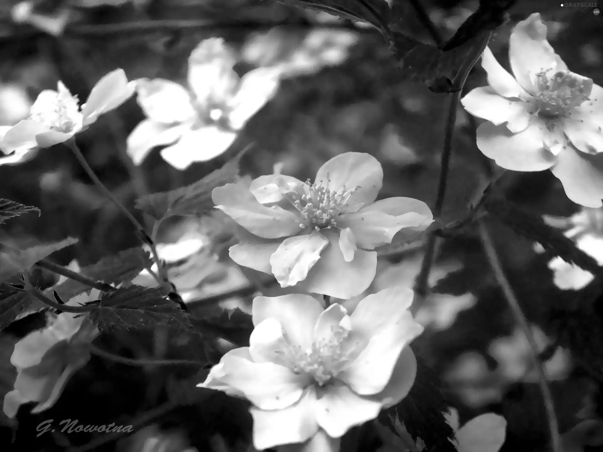 Flowers, sepia