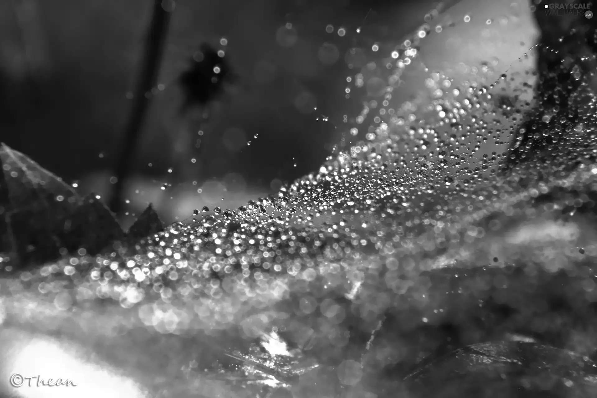 net, droplets, sepia, Web