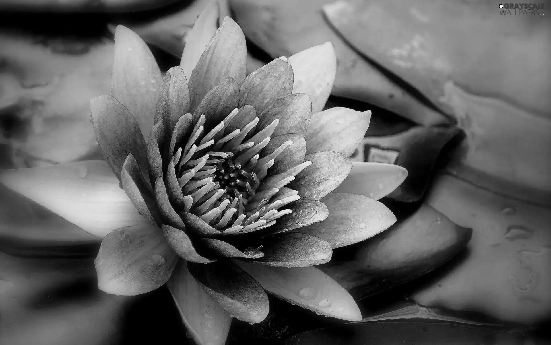 sepia, Lily, water