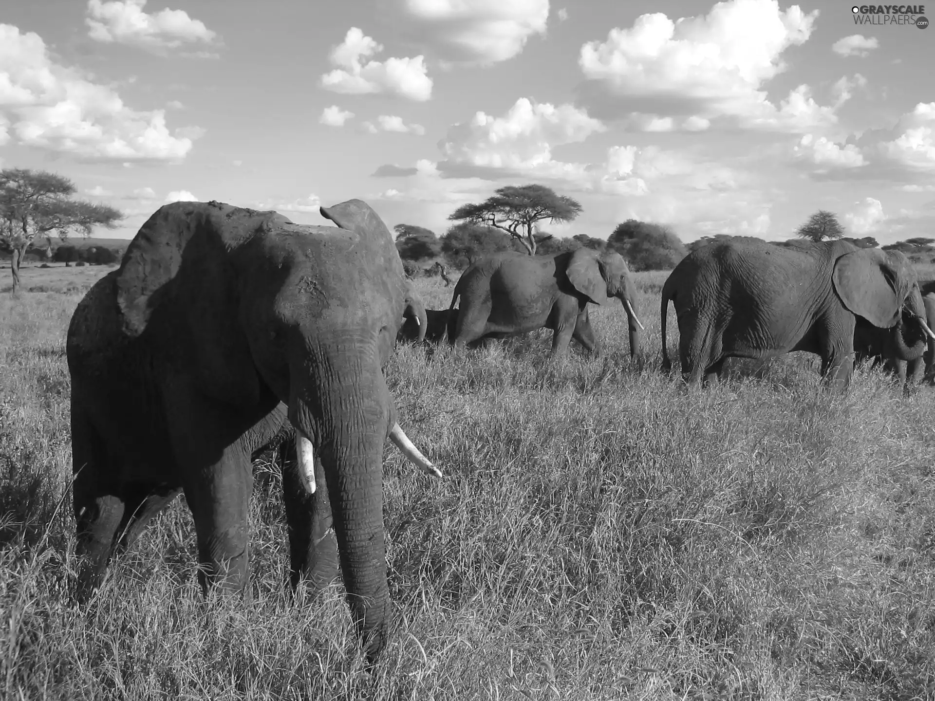 clouds, Serengeti, dry, grass, Elephants