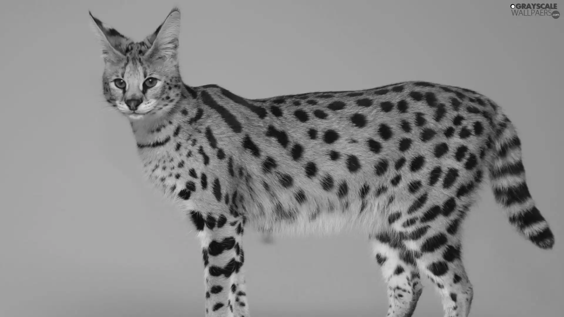 Serval, wild, cat