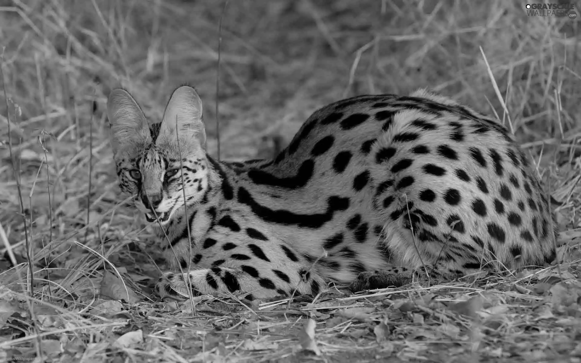 Serval