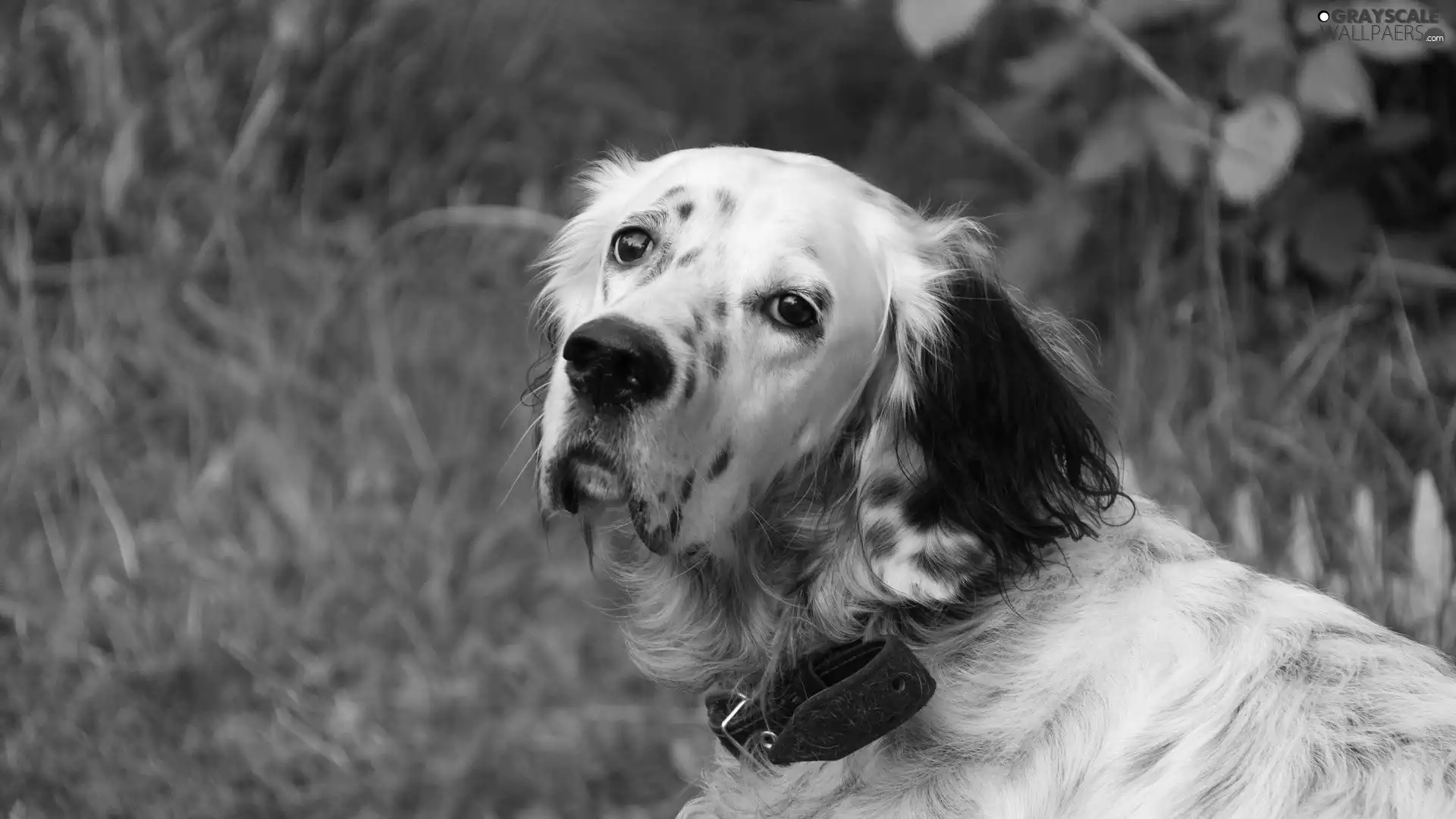 dog, setter