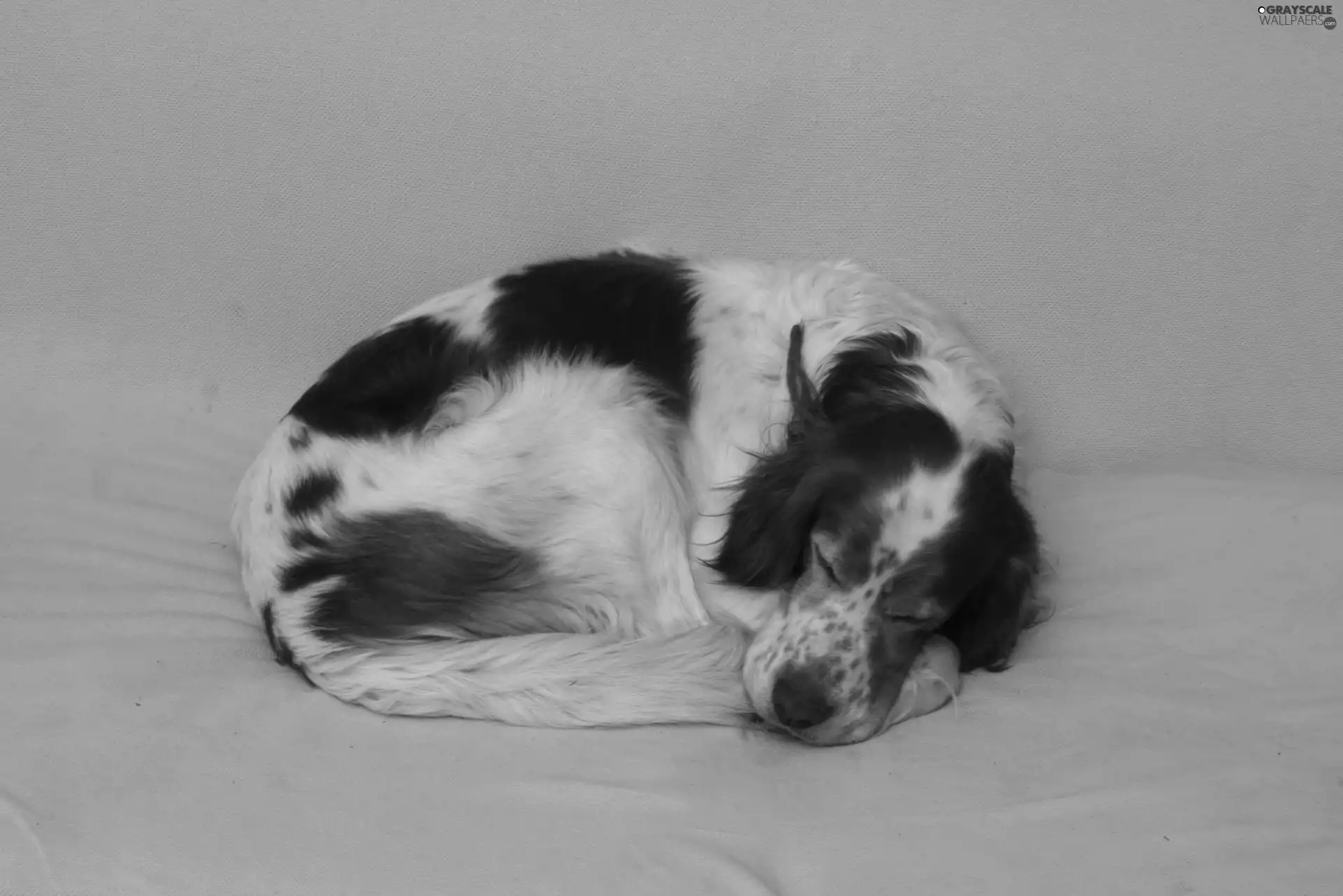 Setter Irish Red and White, hunched, sleepy