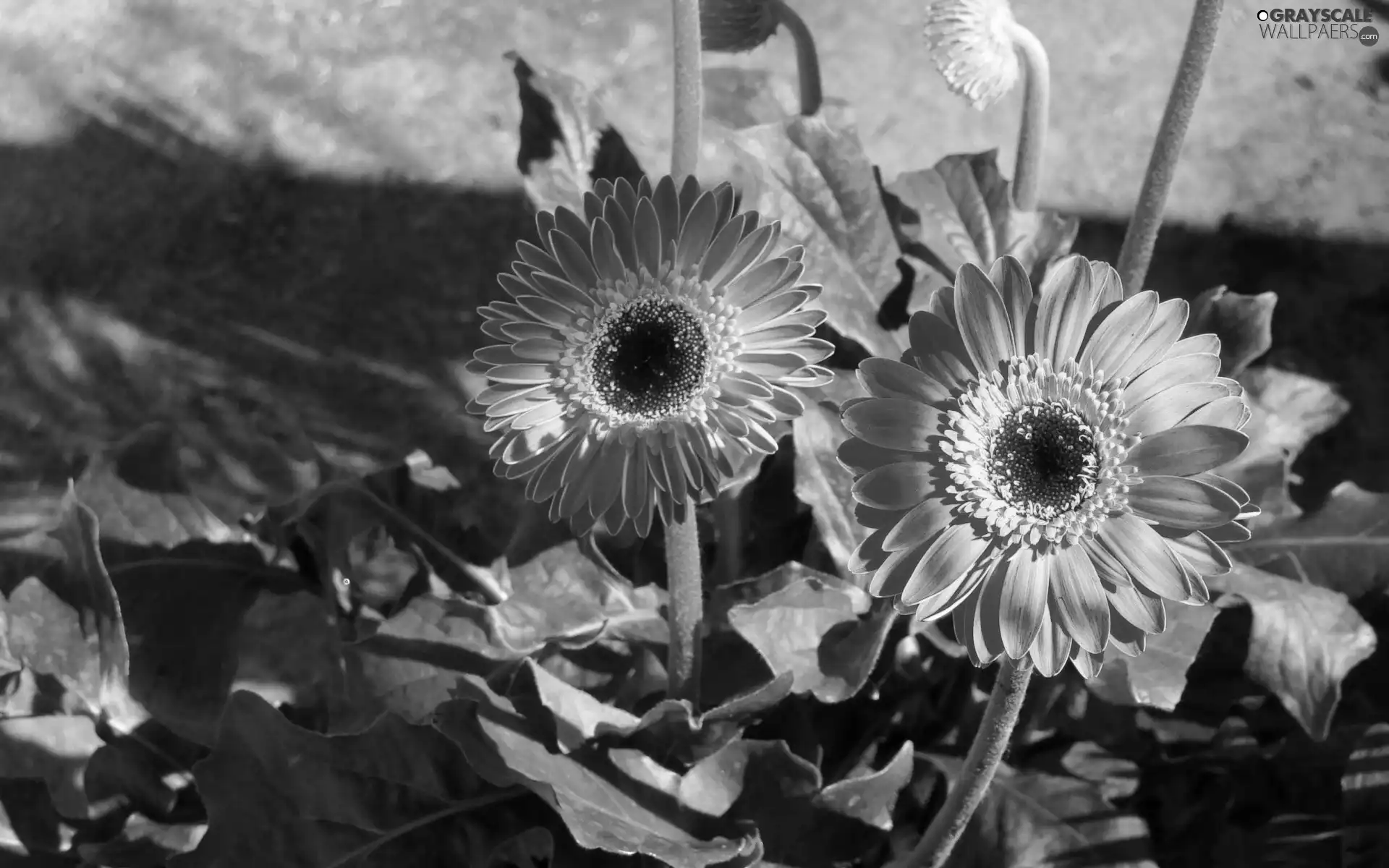 shadow, gerberas, flowerbed