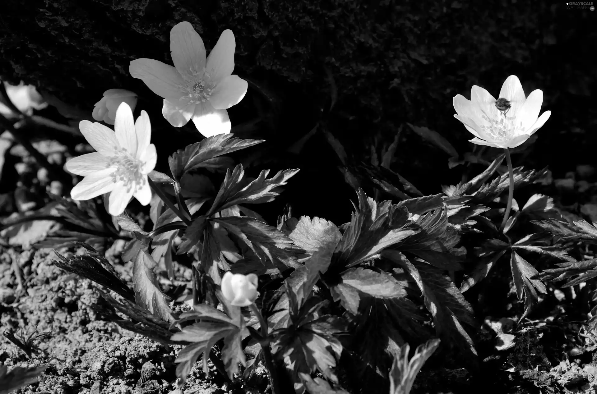 Flowers, shadow