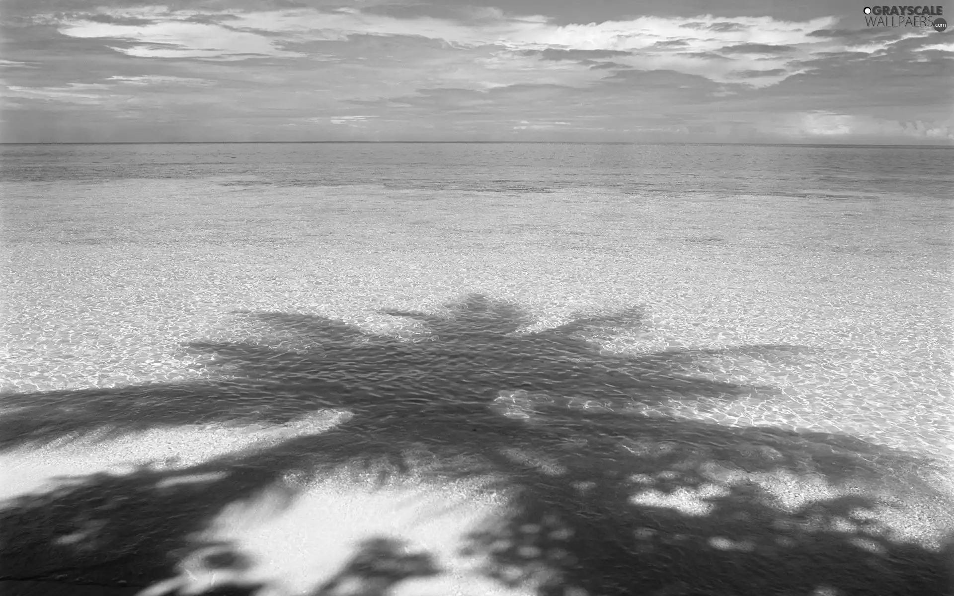 shadow, Palms, Beaches, Sky, sea