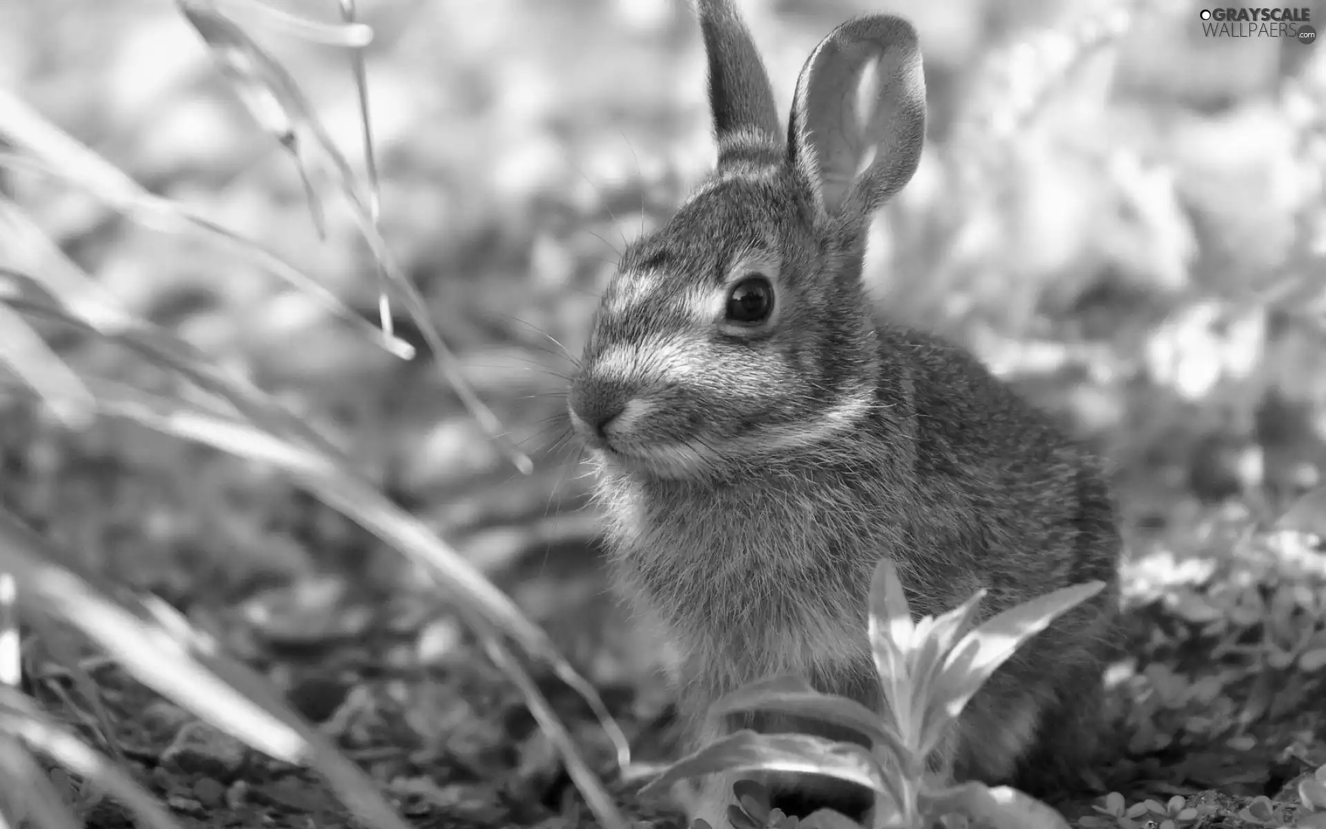 Wild Rabbit, Plants, shadow, grass