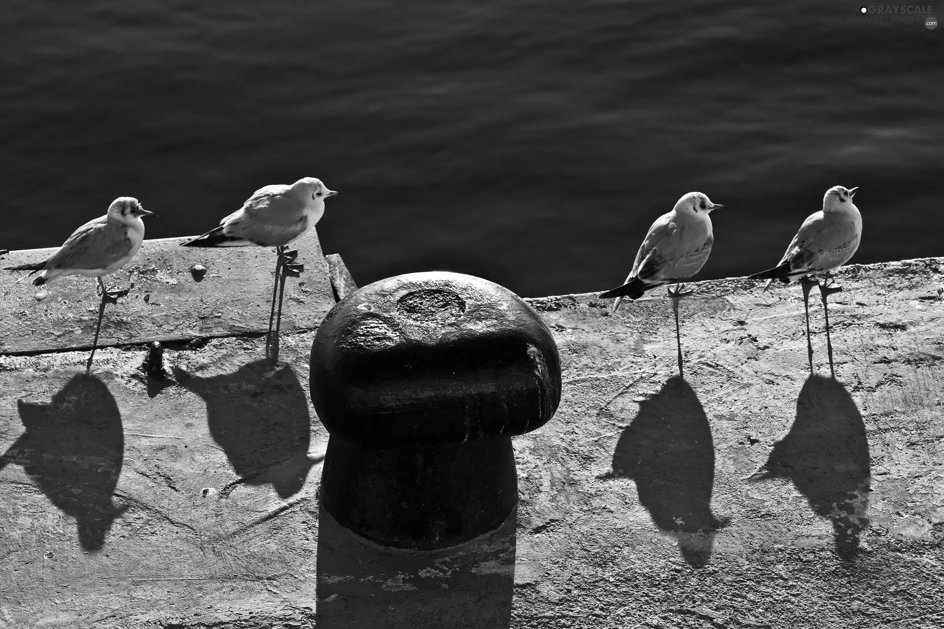 sea, gulls, shadow, coast