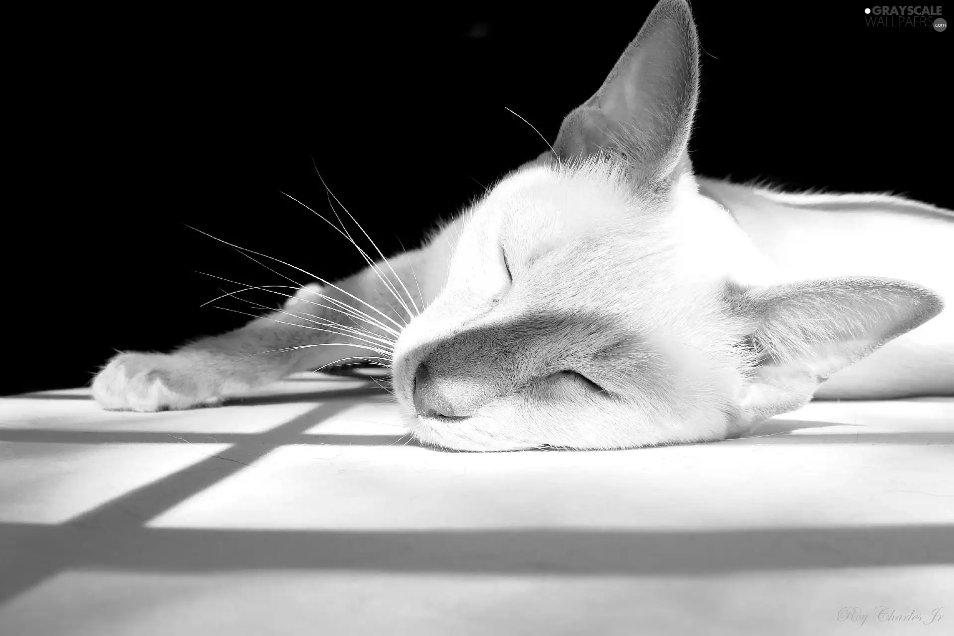 sleepy, Window, shadow, cat