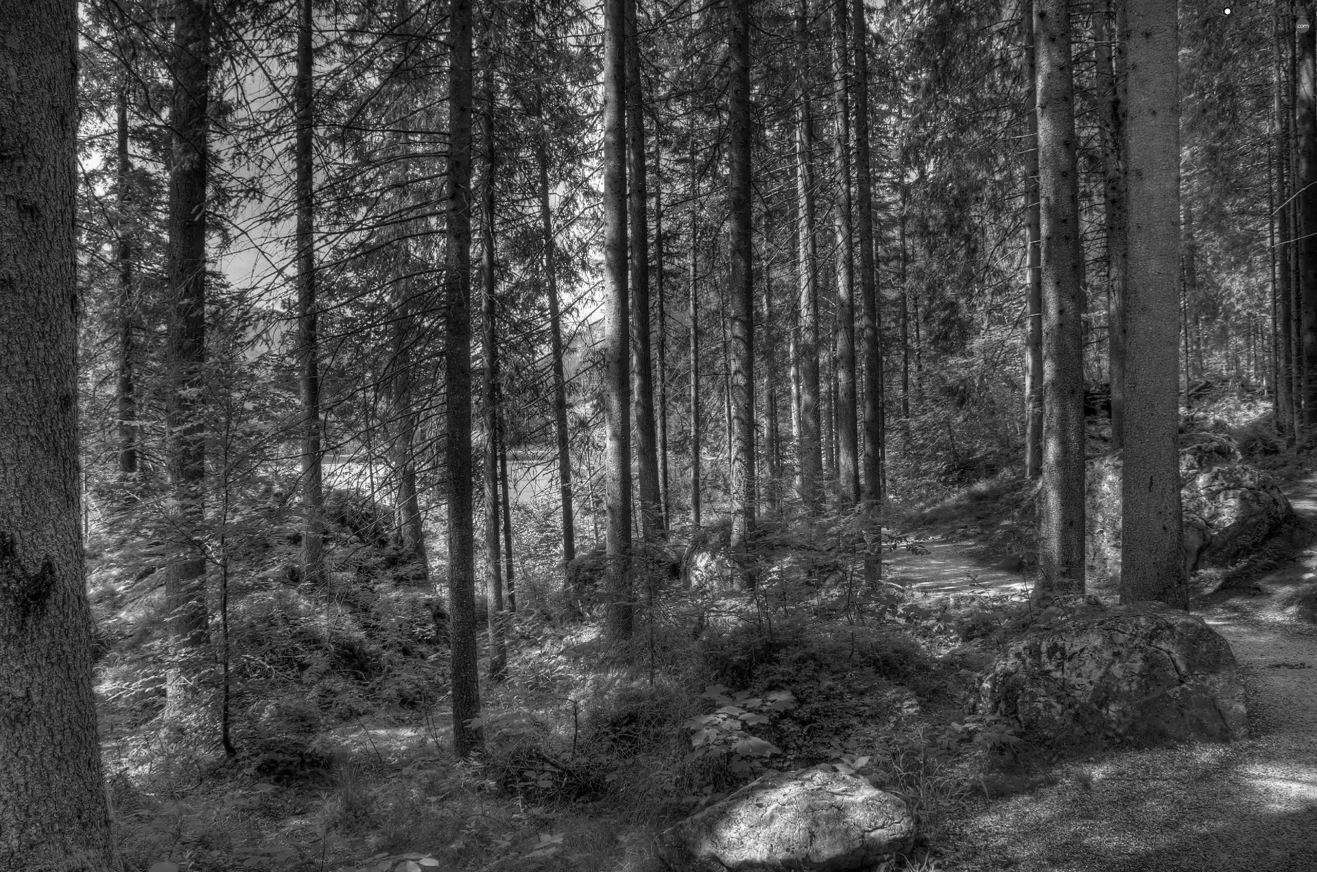 forest, lake, shadows, Way