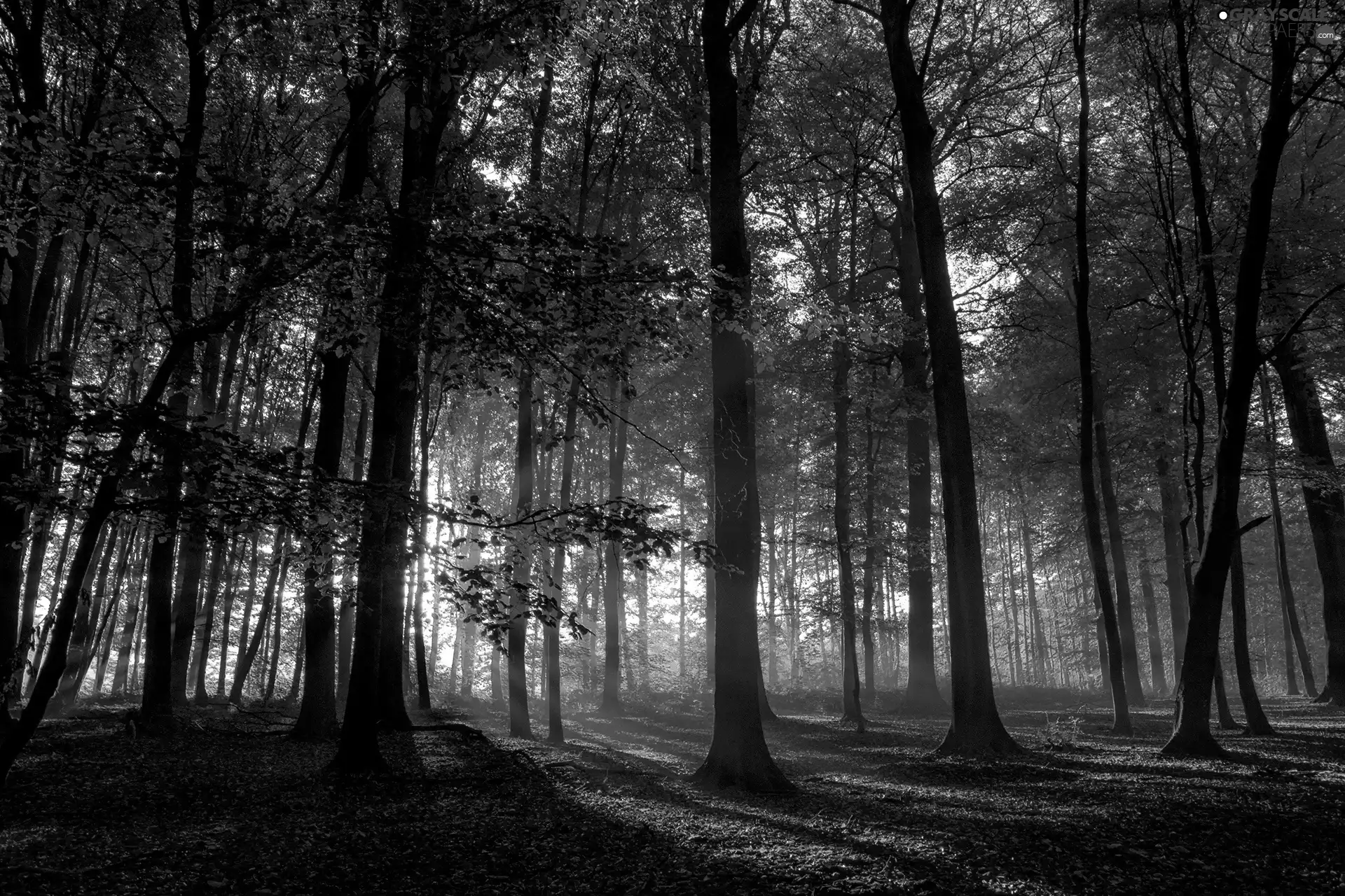 shadows, forest, Leaf