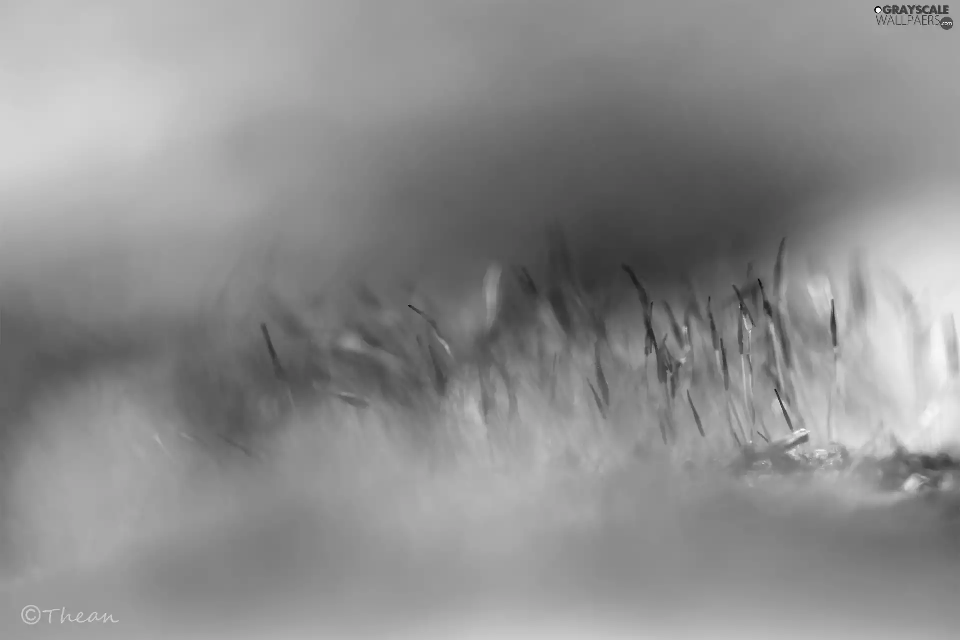 mosses, Close, shadows, blades