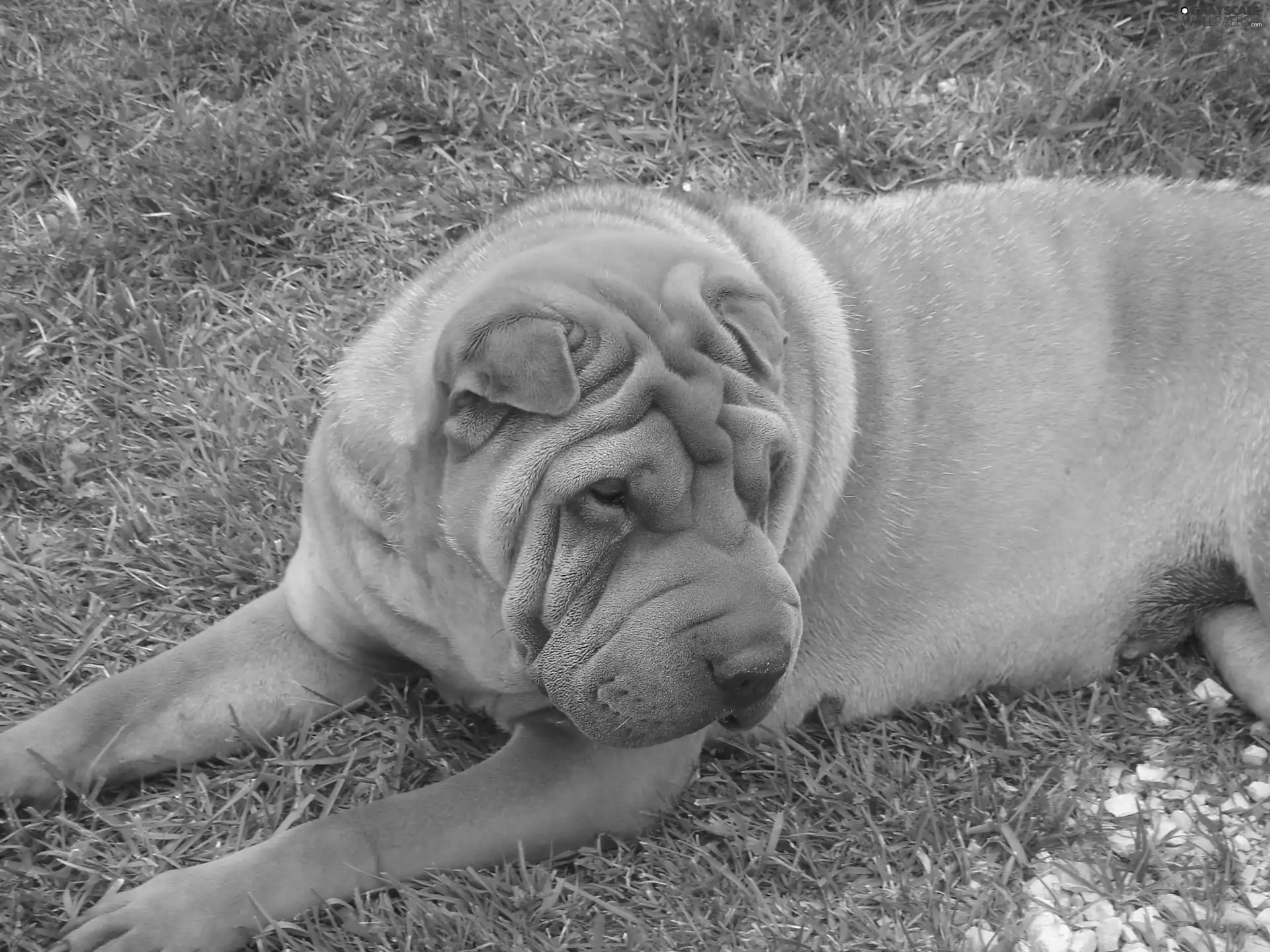 Shar Pei, Meadow