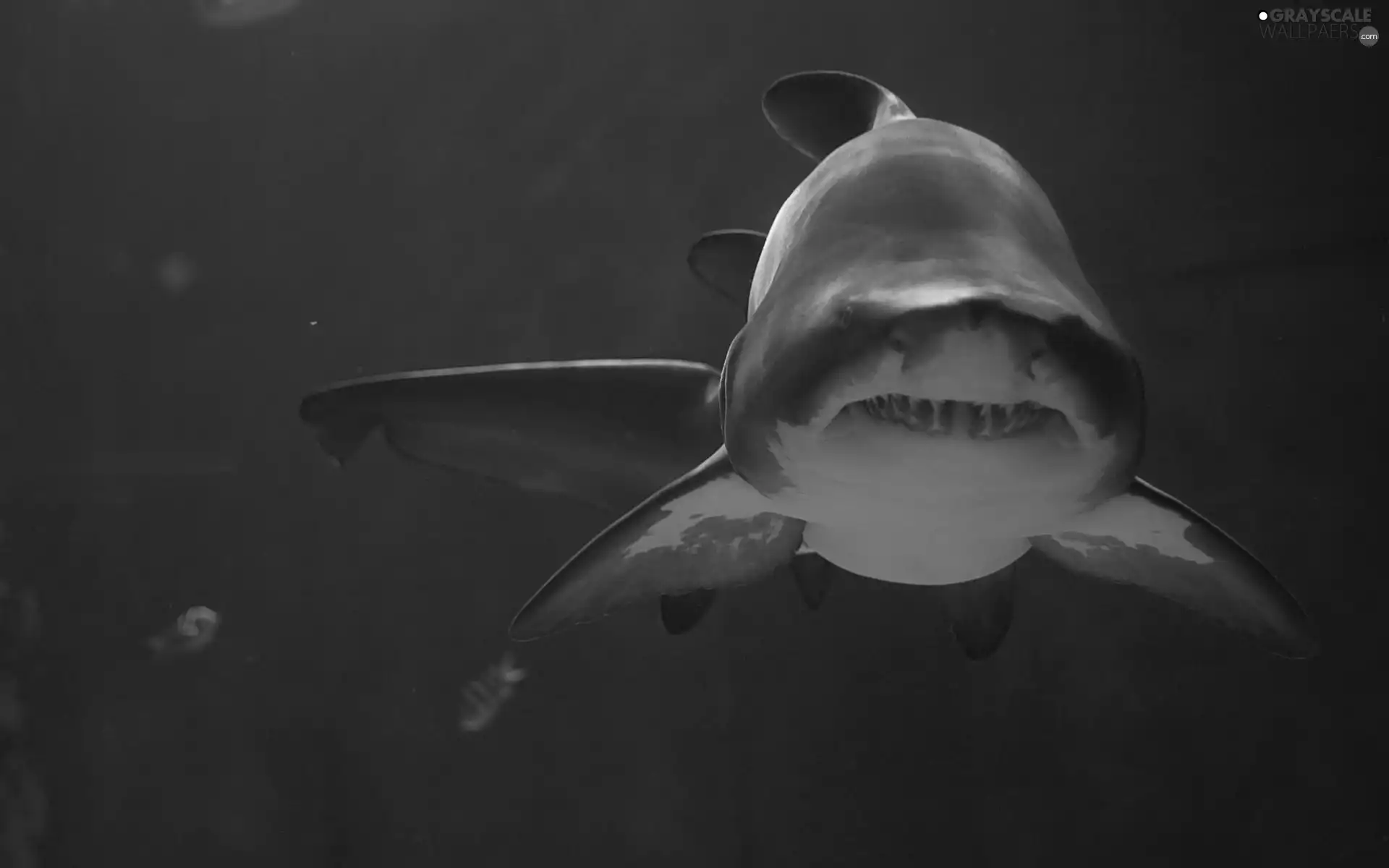 dangerous, shark