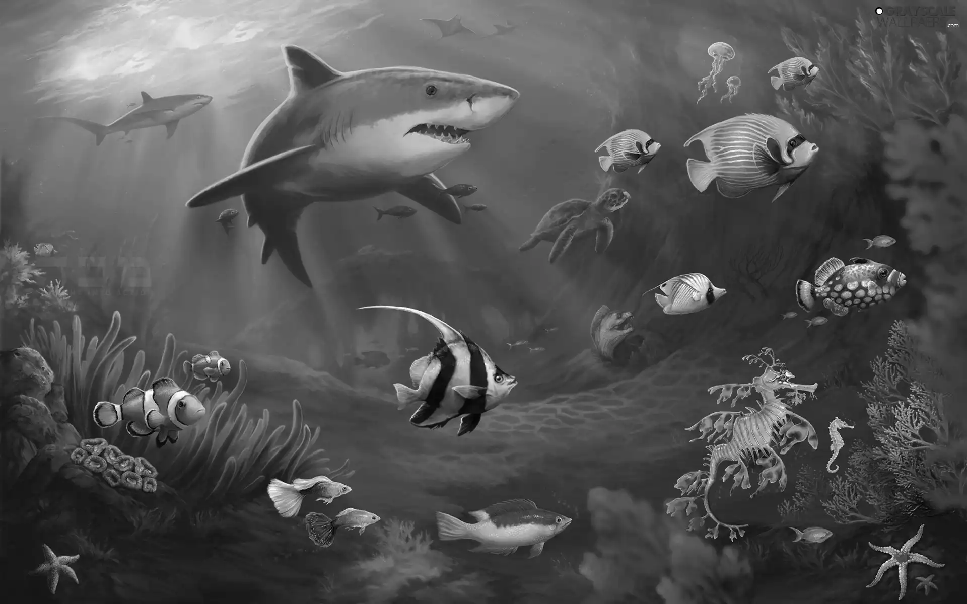 fish, shark