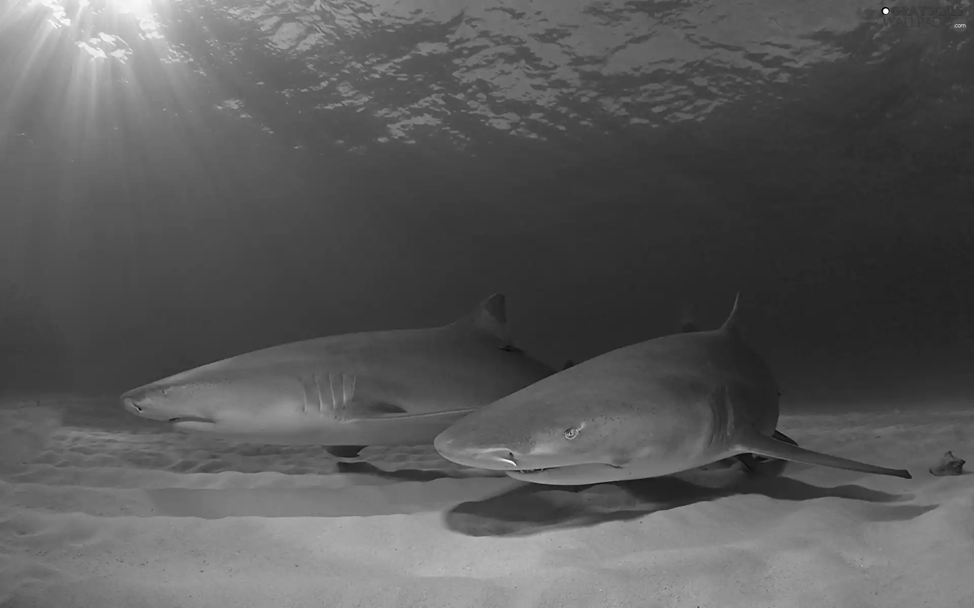 Ocean, Sharks