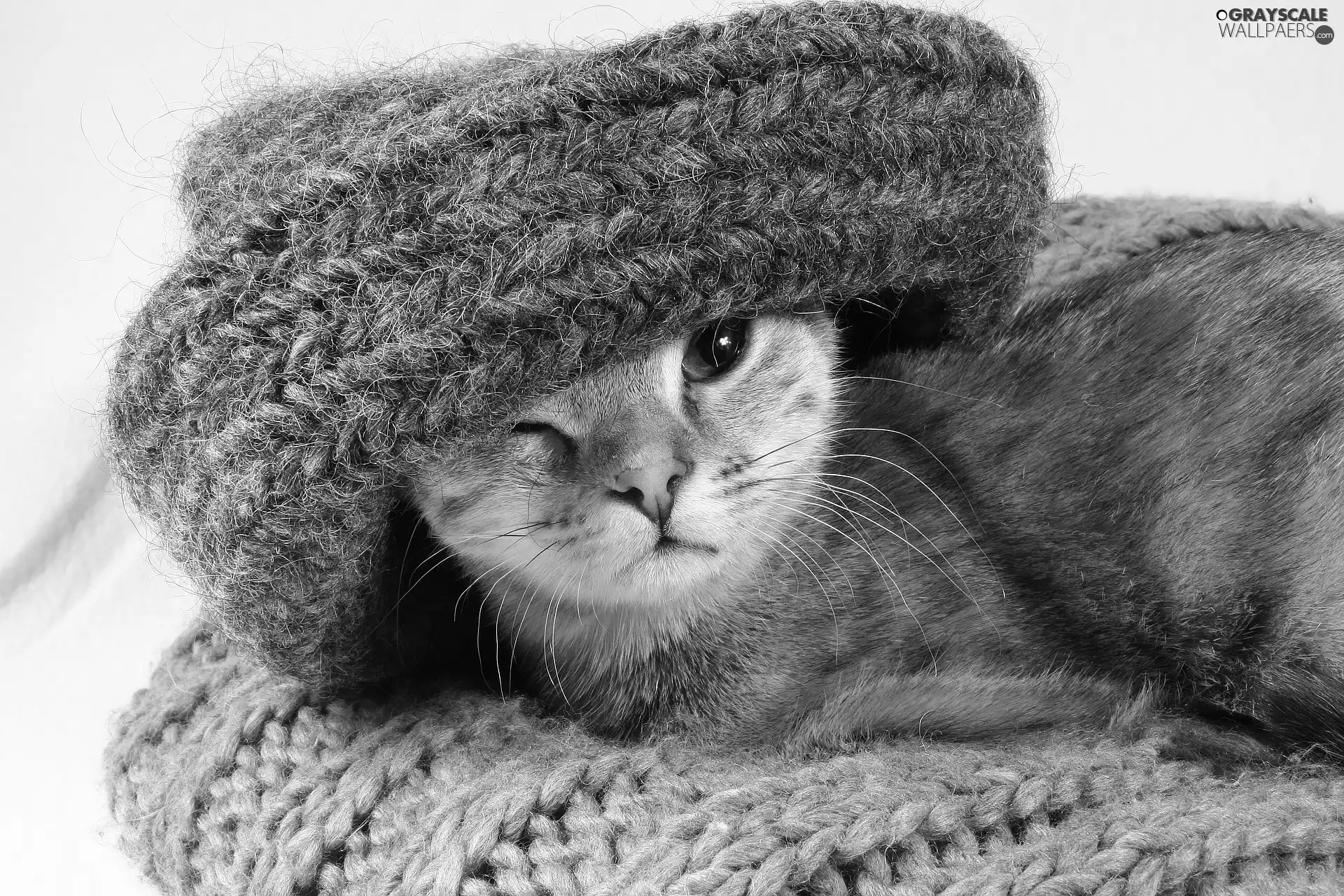 shawl, cat, Gray