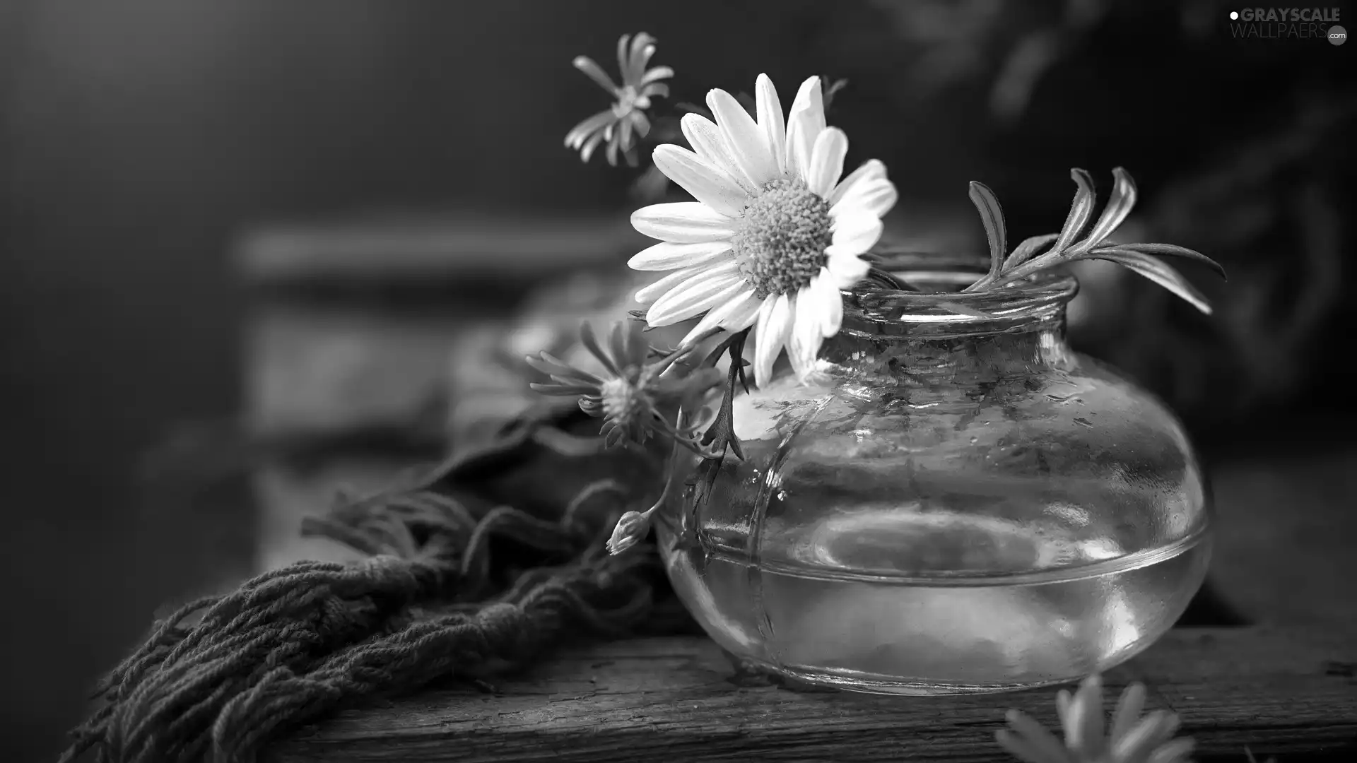 Flowers, glass, Aster, shawl, pyrethrum, vase