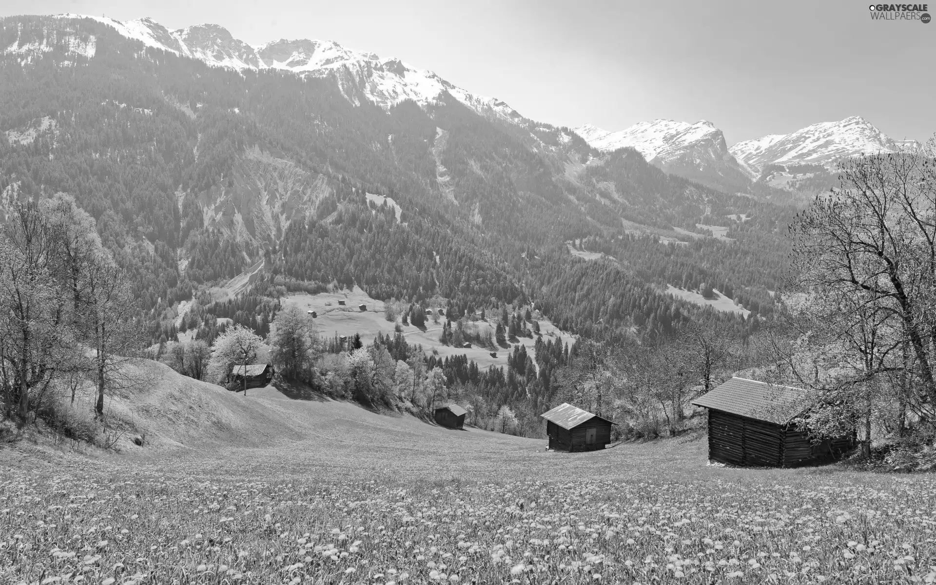 Mountains, Meadow, Sheds, Spring, woods, Flowers