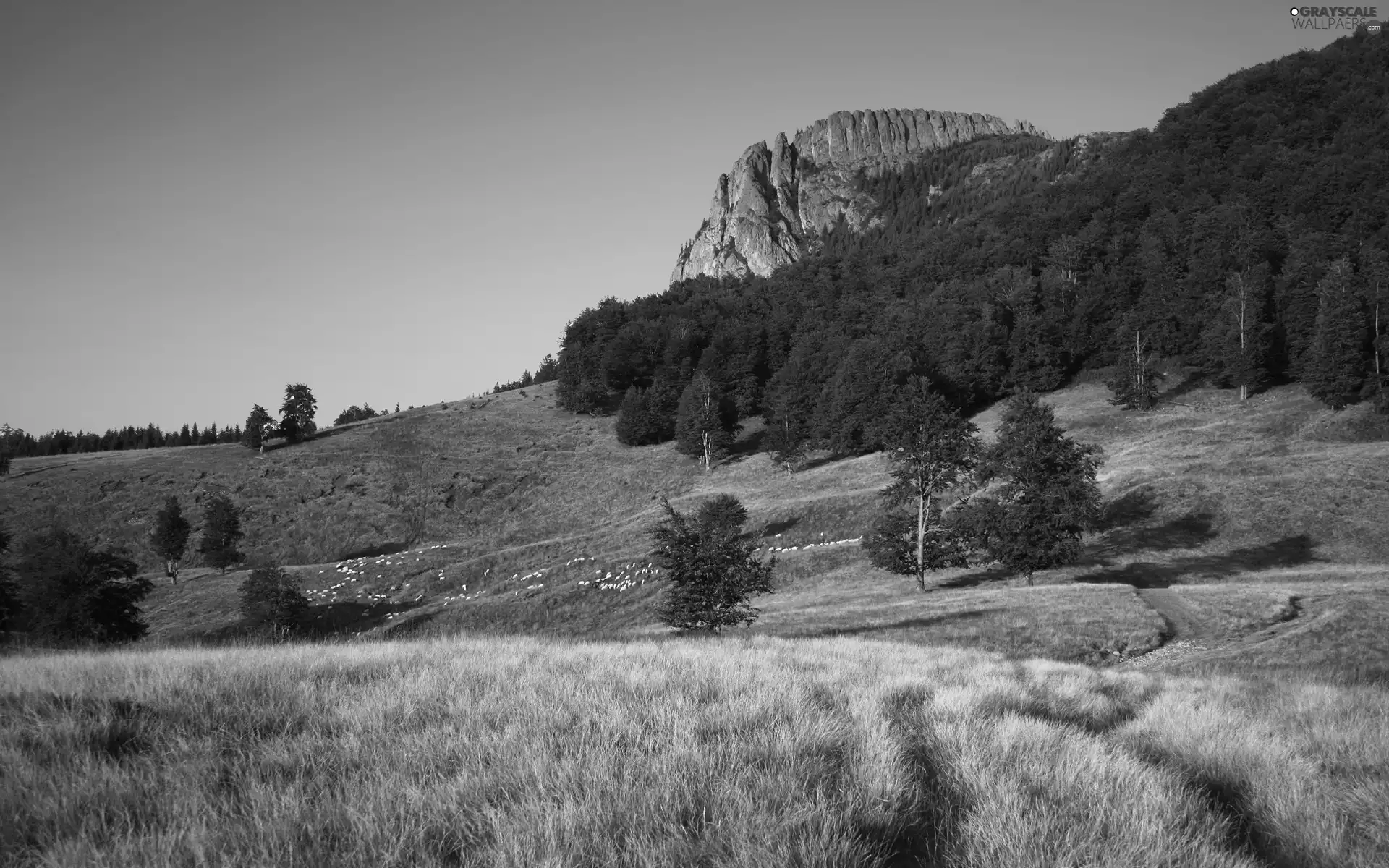 Mountains, rocks, Sheep, autumn, medows, woods