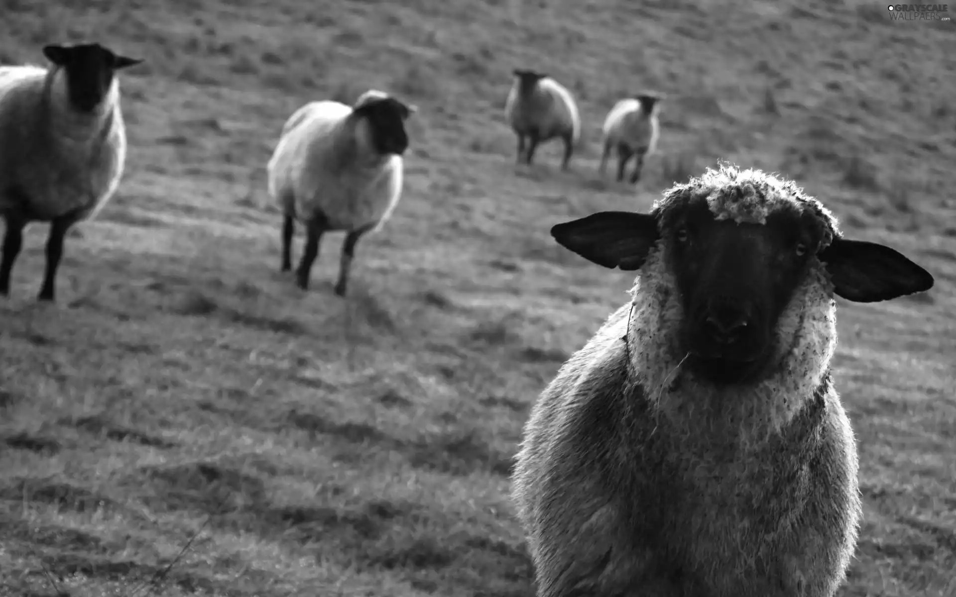 pasture, Sheep