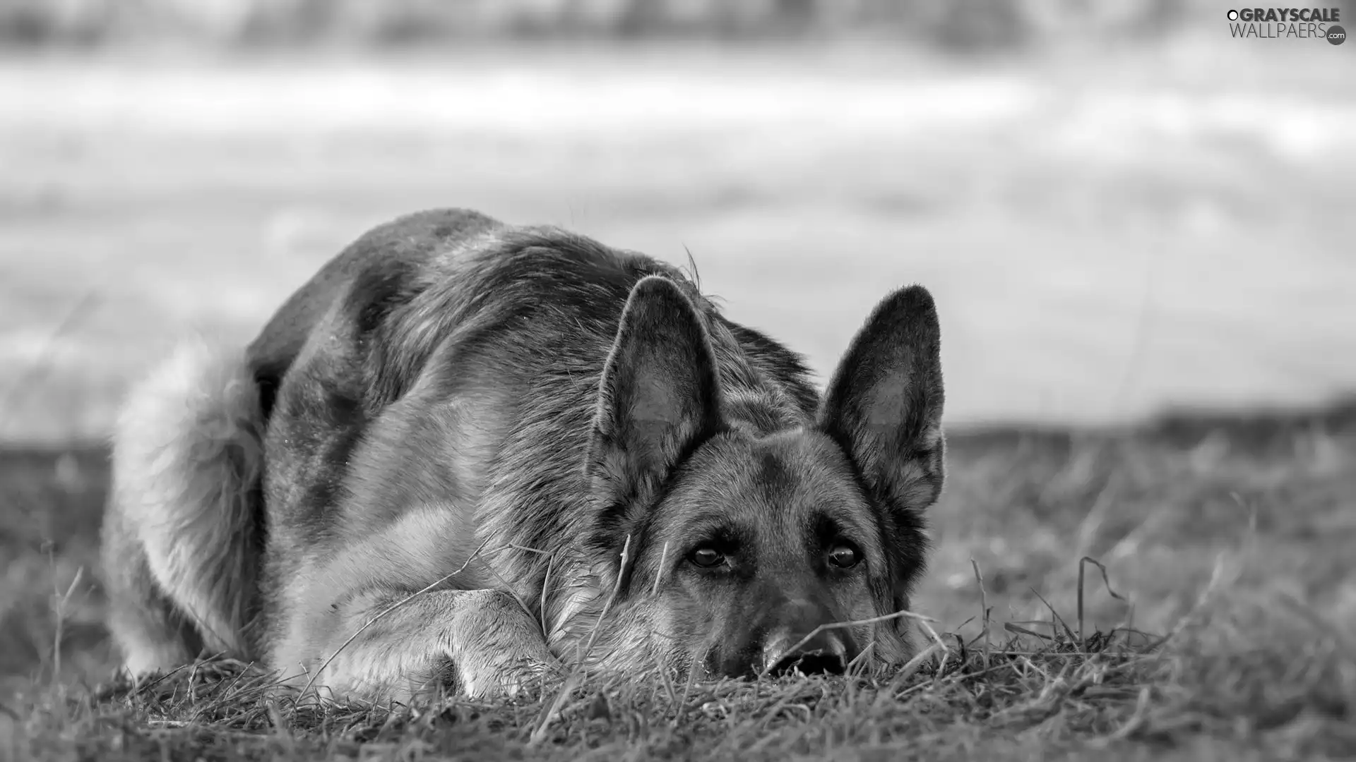 german, dog, sheep-dog