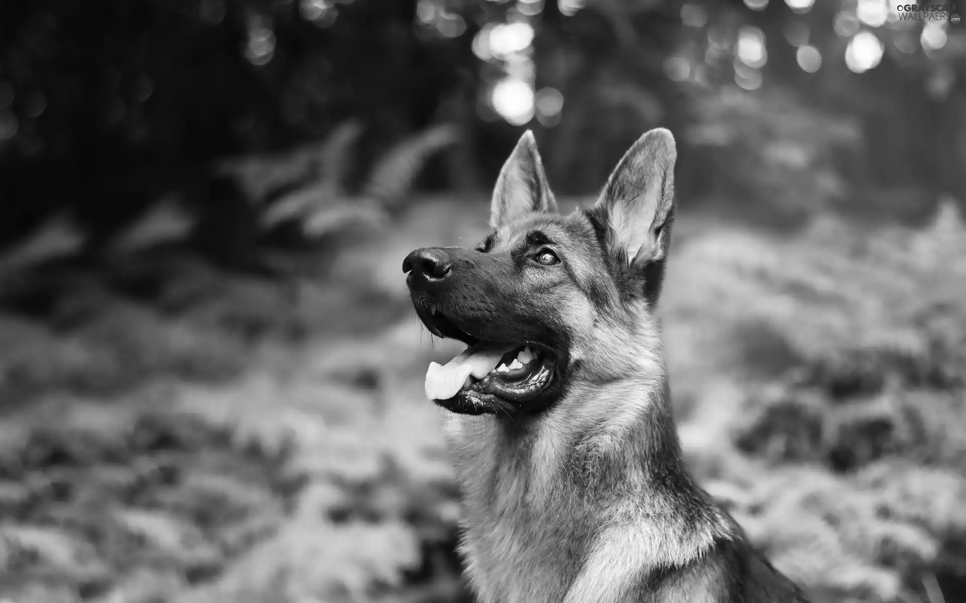 sheep-dog, german