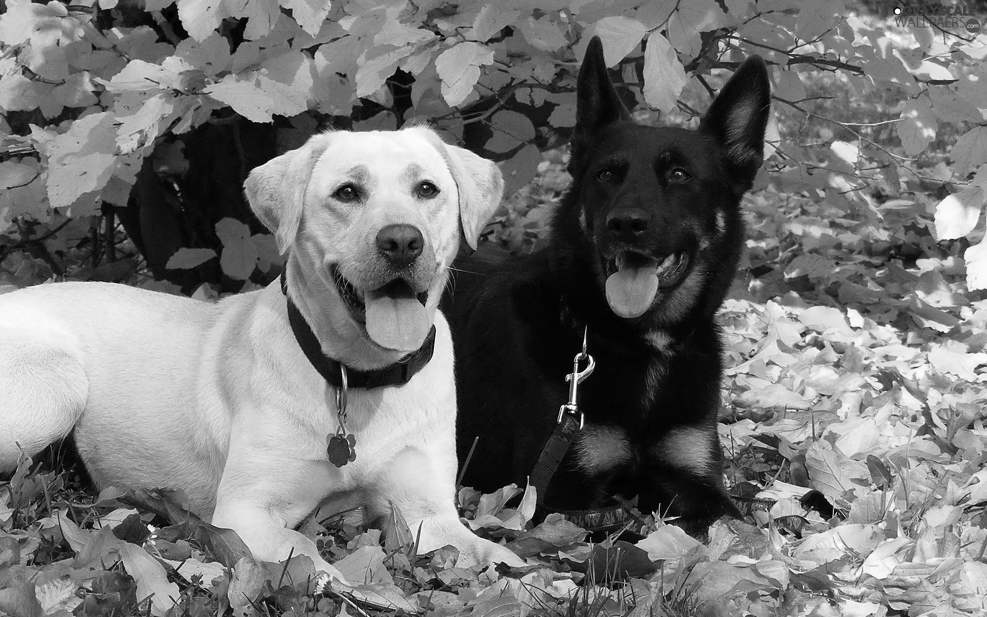 sheep-dog, german, Labrador, retriever, White