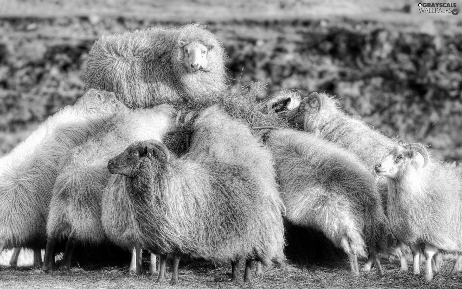 Longhair, Sheep