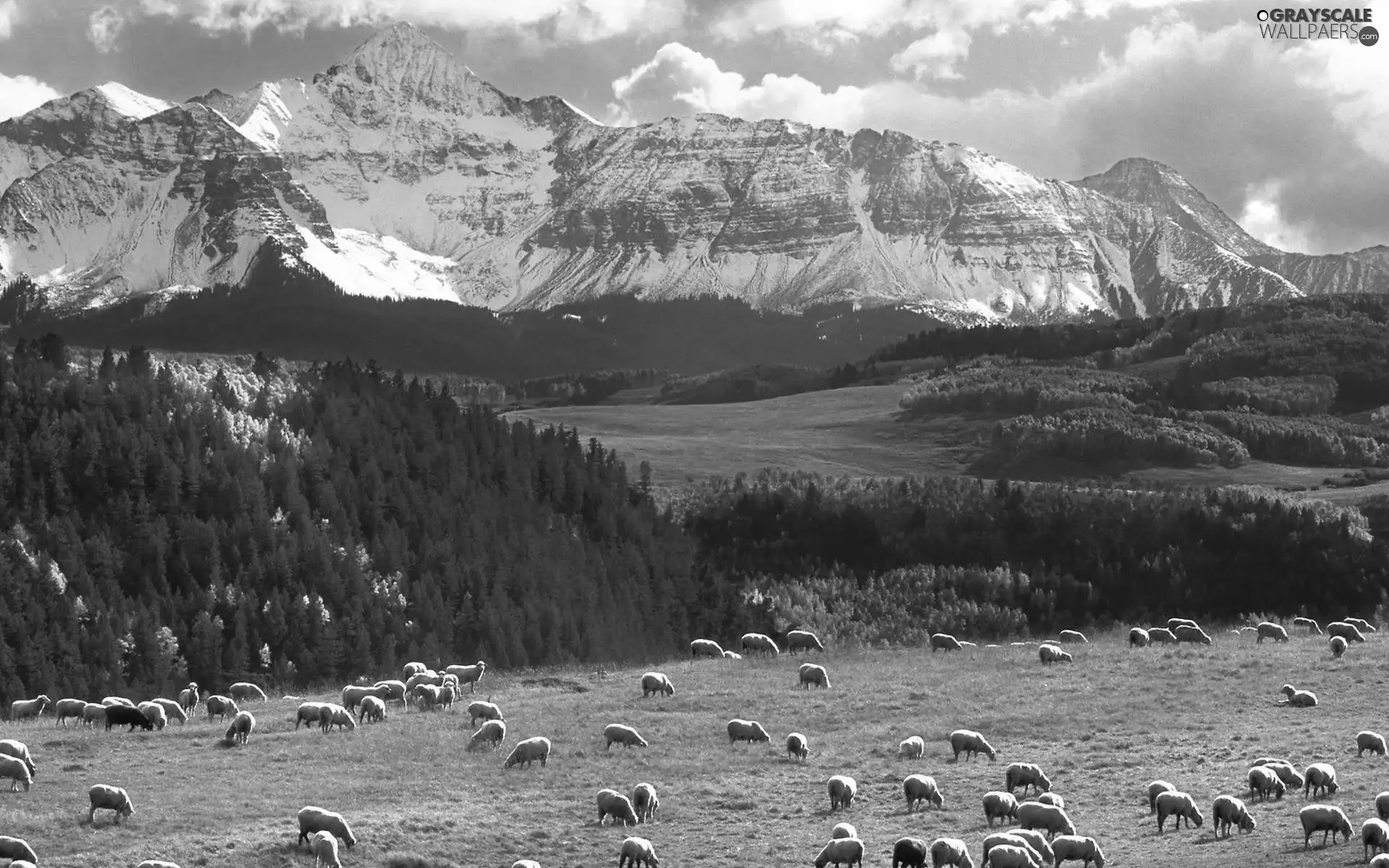 Sheep, pasturage, woods, medows, Mountains