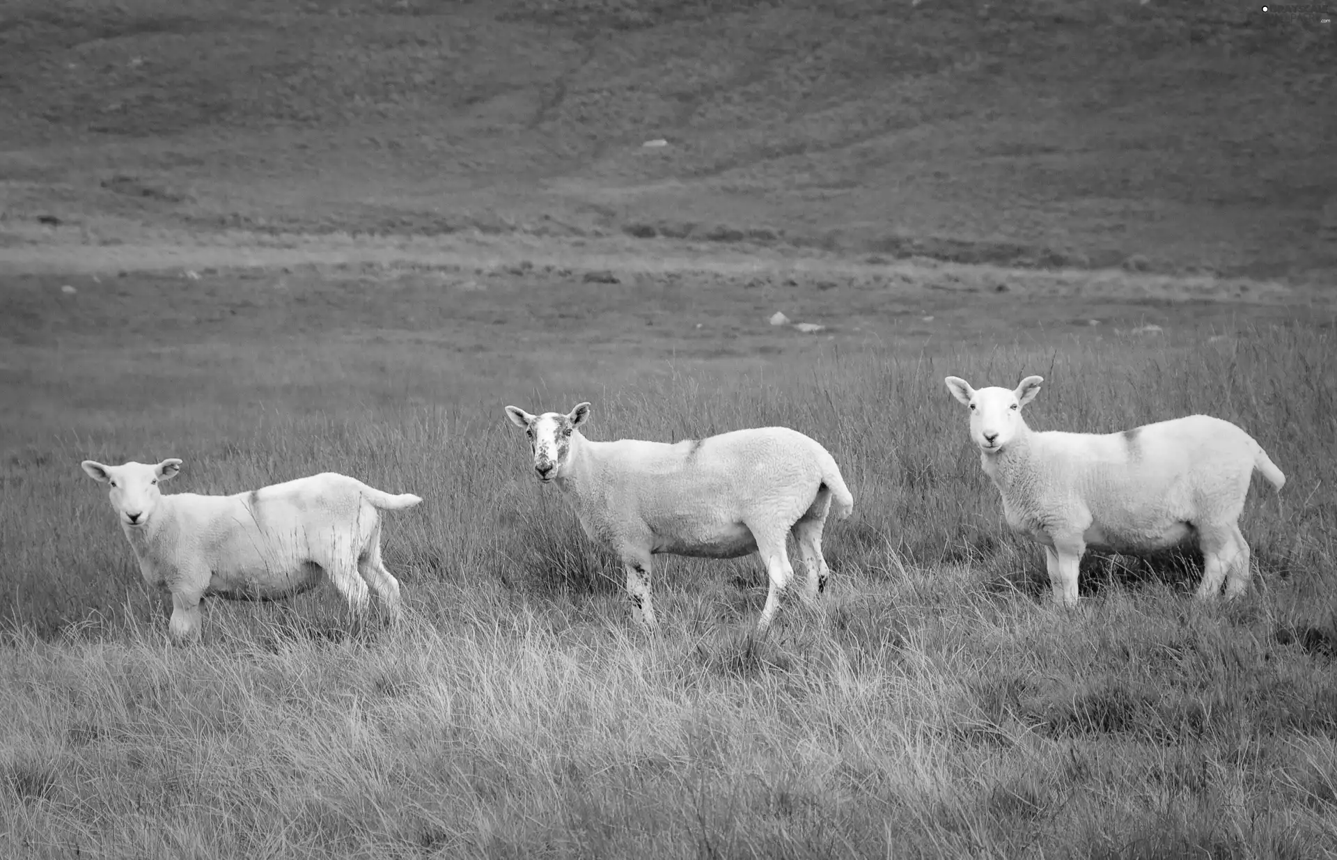 Scotland, pasturage, Sheep, Meadow