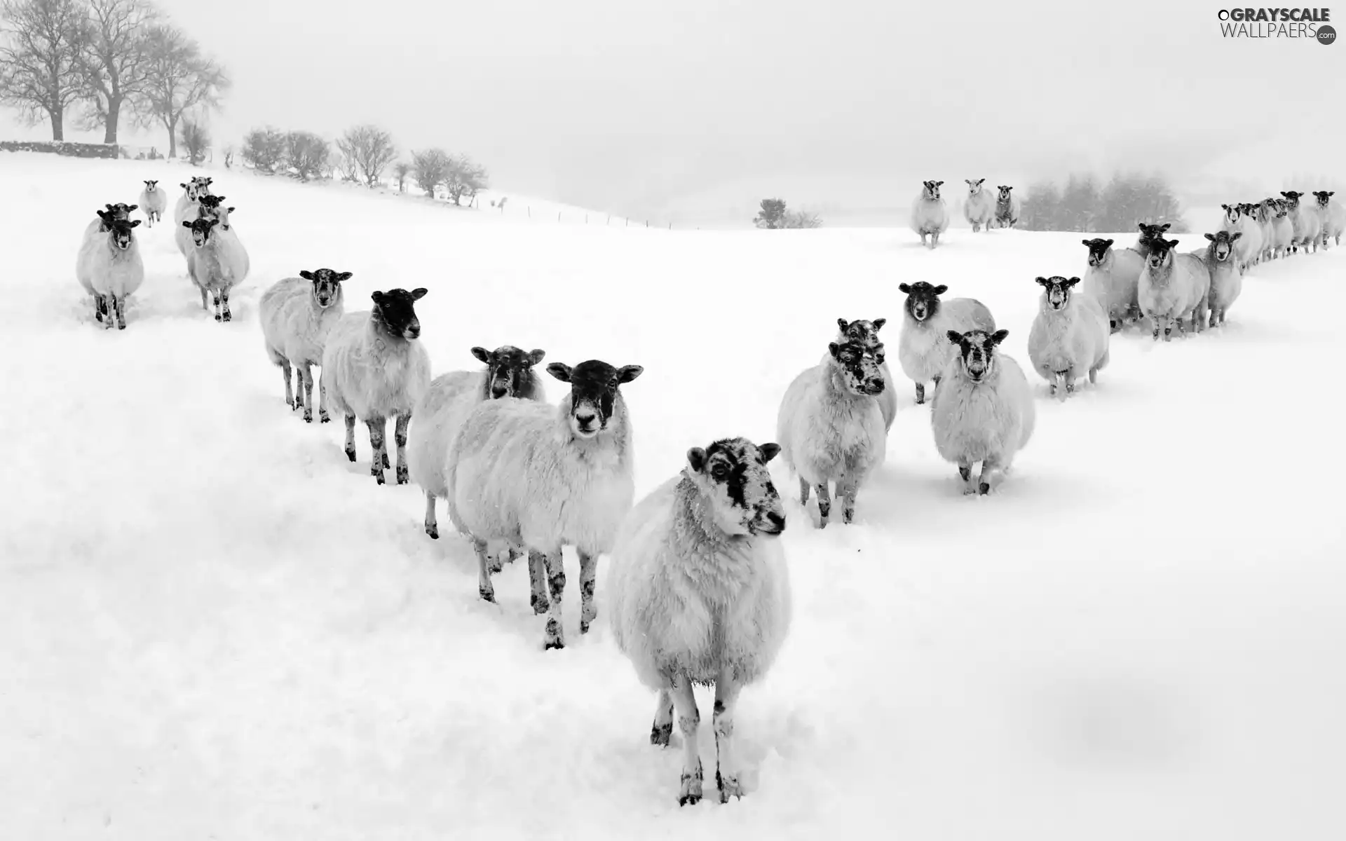 snow, Sheep