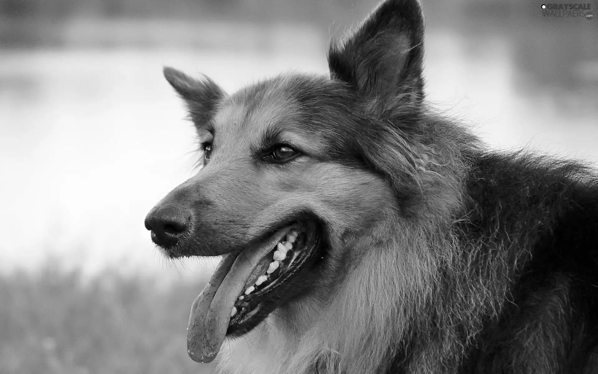 sheep-dog, Tounge