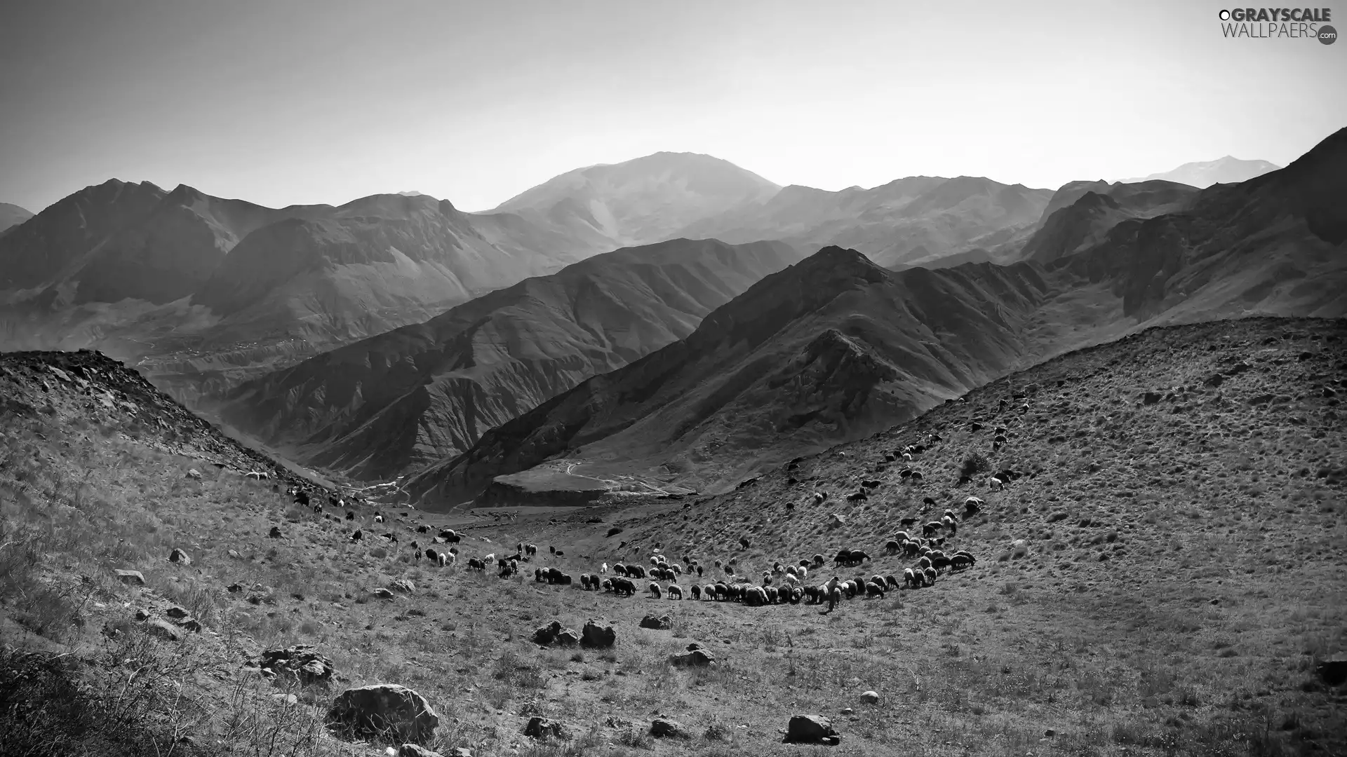 Sheep, Mountains, Valley