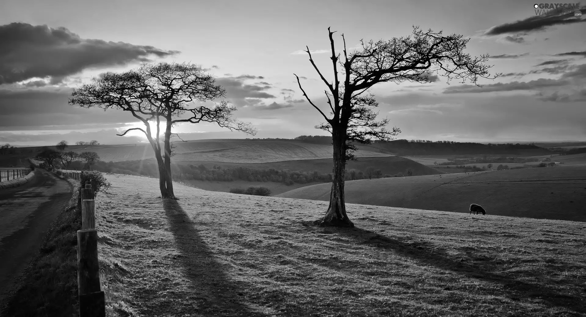 clouds, field, viewes, Great Sunsets, Way, trees, sheep