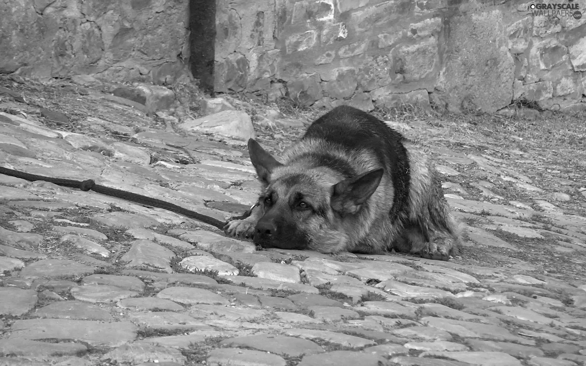 watchman, dog, sheep-dog