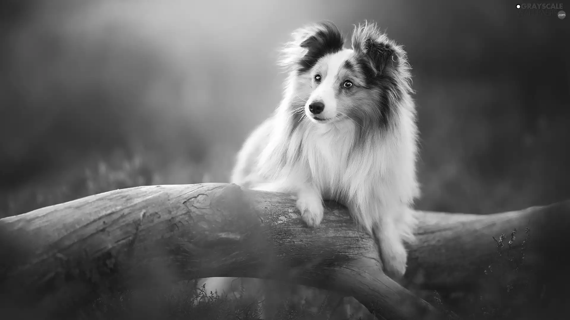 dog, Lod on the beach, heathers, shetland Sheepdog