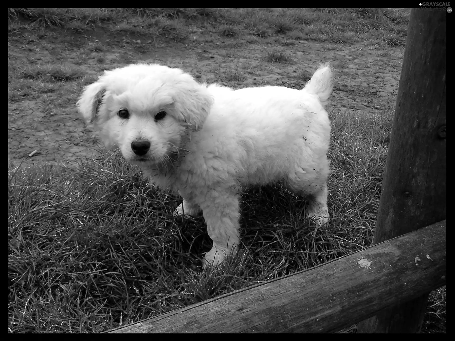 Puppy, Tatra Sheepdog