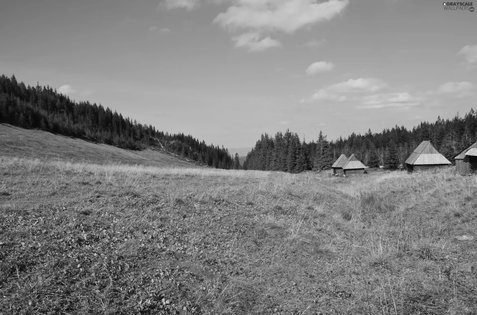 Sheepfarm, Meadow, Zakopane