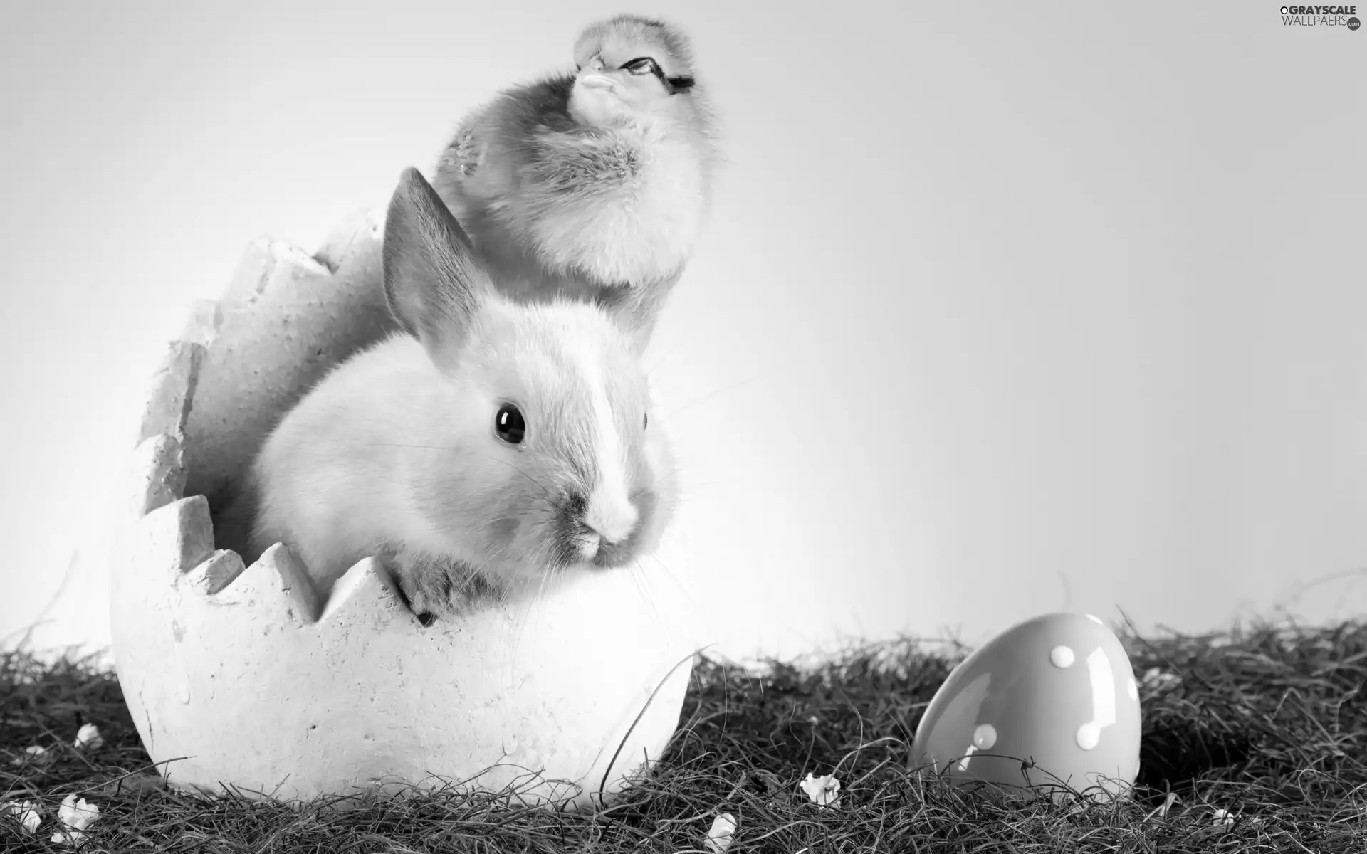 shell, Bunny, chicken