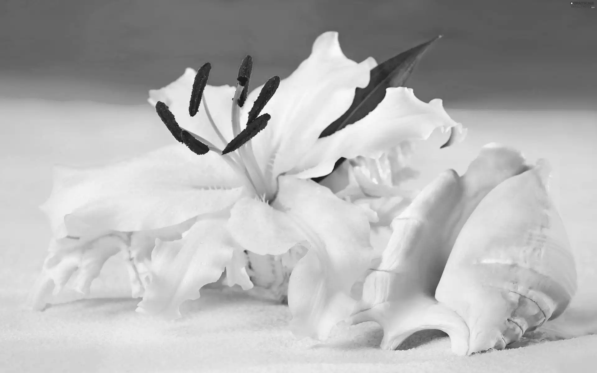 shell, White, Lily