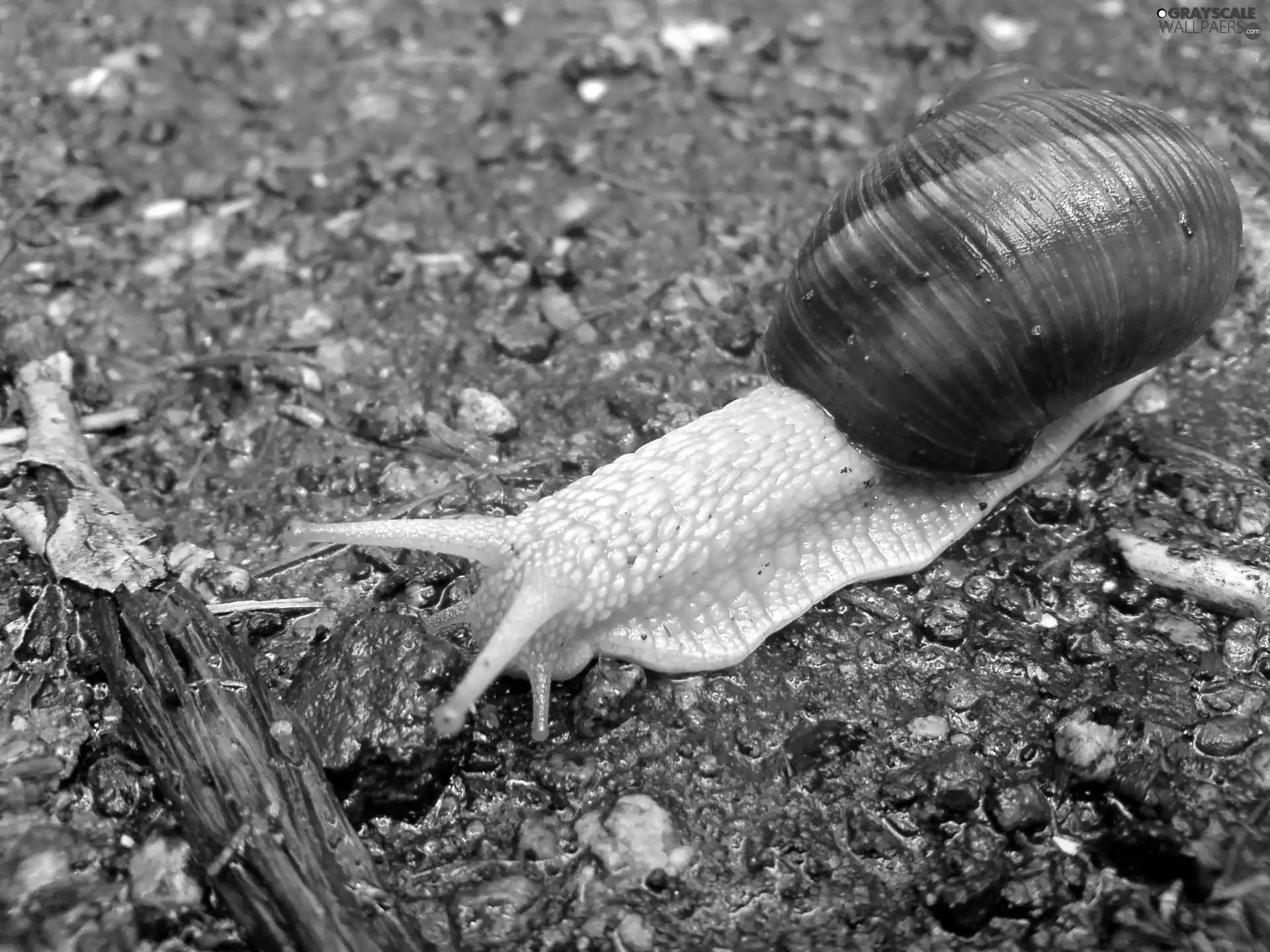 snail, shell