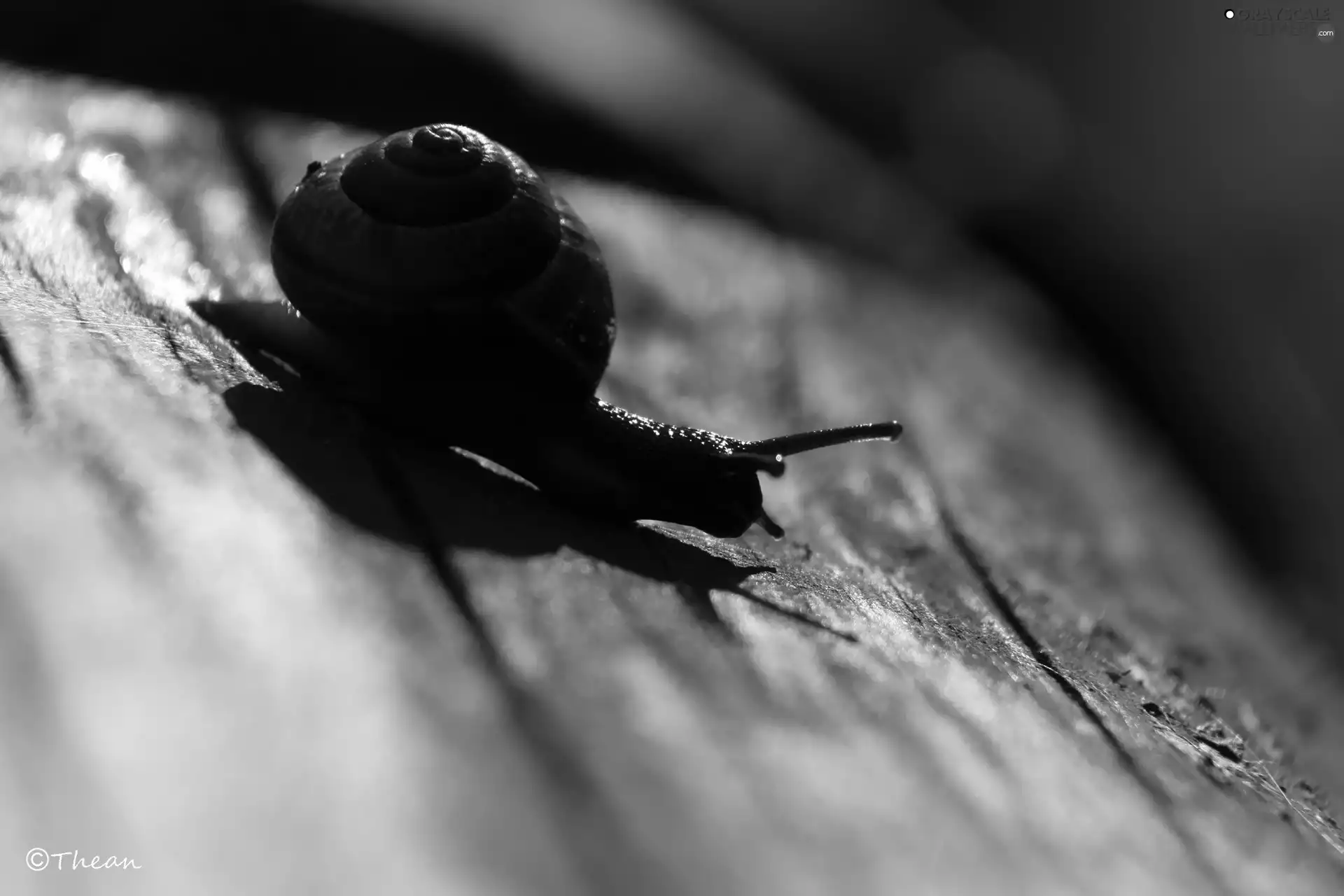 snail, shell